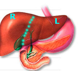 anatomie lever