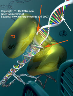 topo_isomerase_DNA